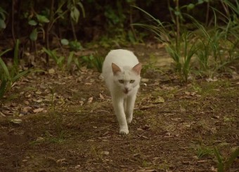 优秀学生作品——杨金《迎面走来的猫》