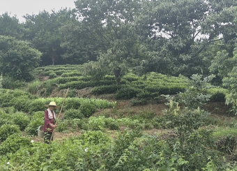 有为青年，矢志奋斗——以油茶为基，助乡村振兴